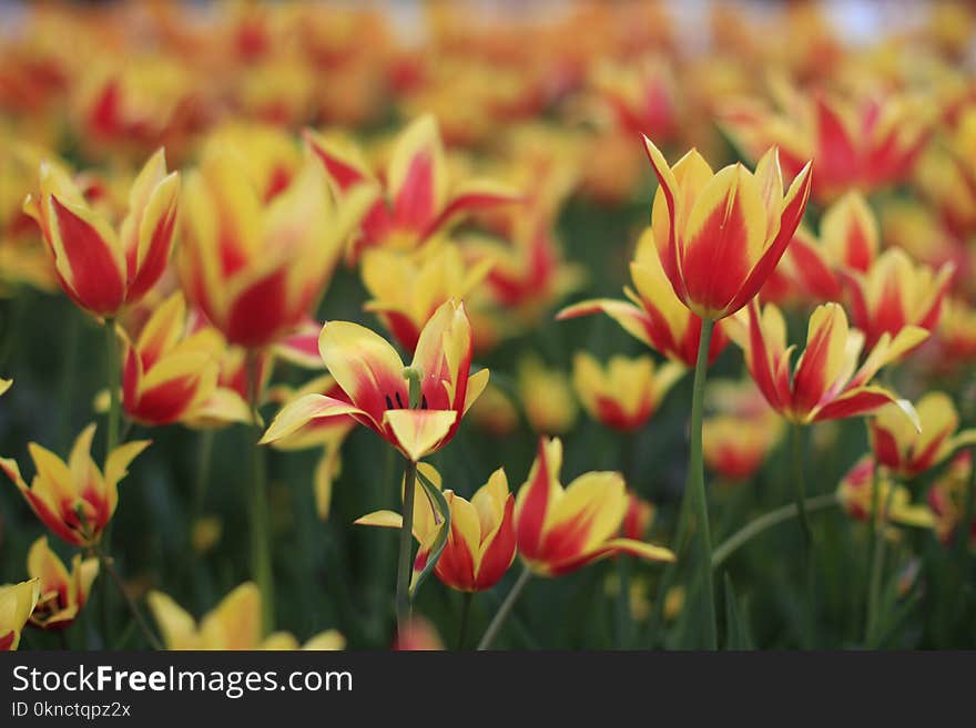 Shallow Focus Photography of Red and Yellow Flower Field