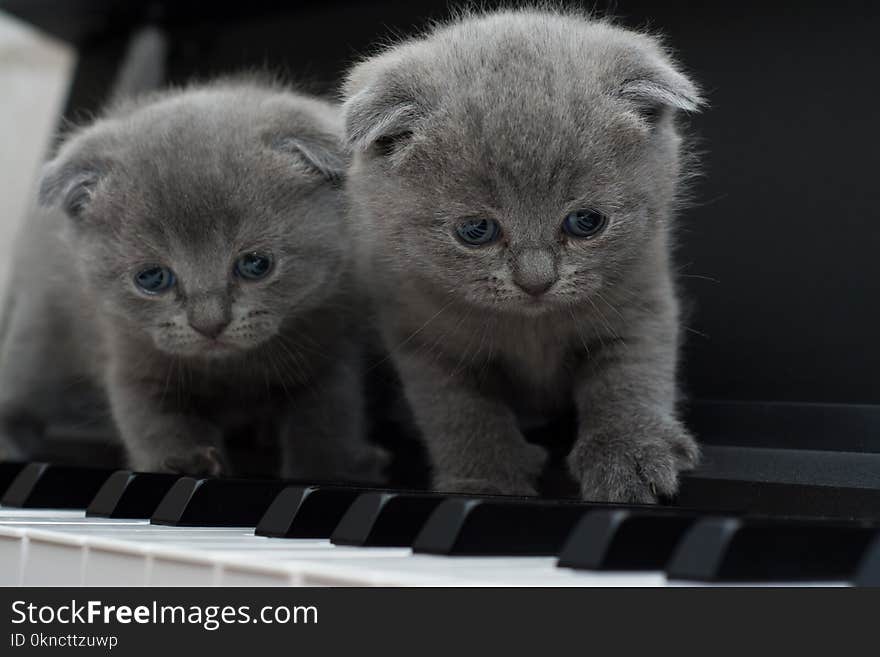 Two Gray Persian Kittens on Black Keyboard