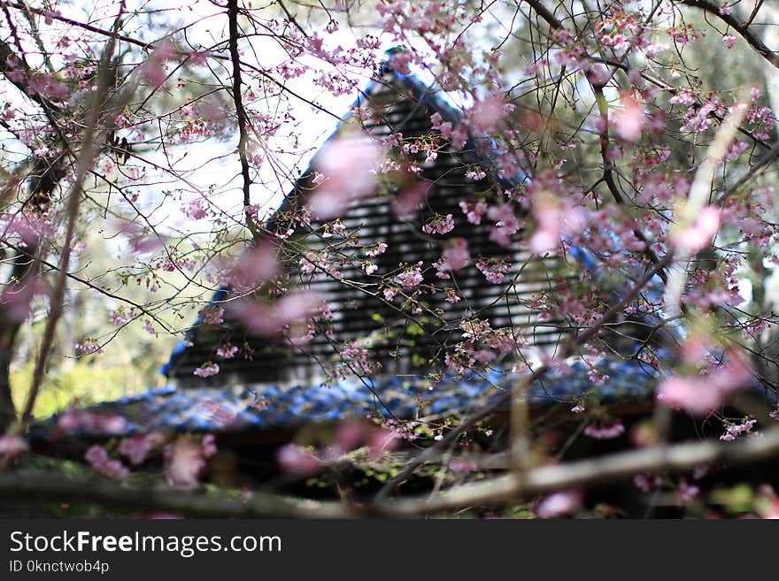 Pink Sakura Flowers Beside House