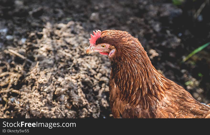 Brown Hen on Ground