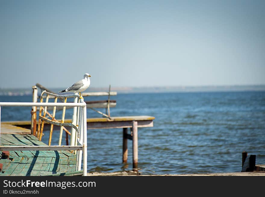 White Bird on Rail