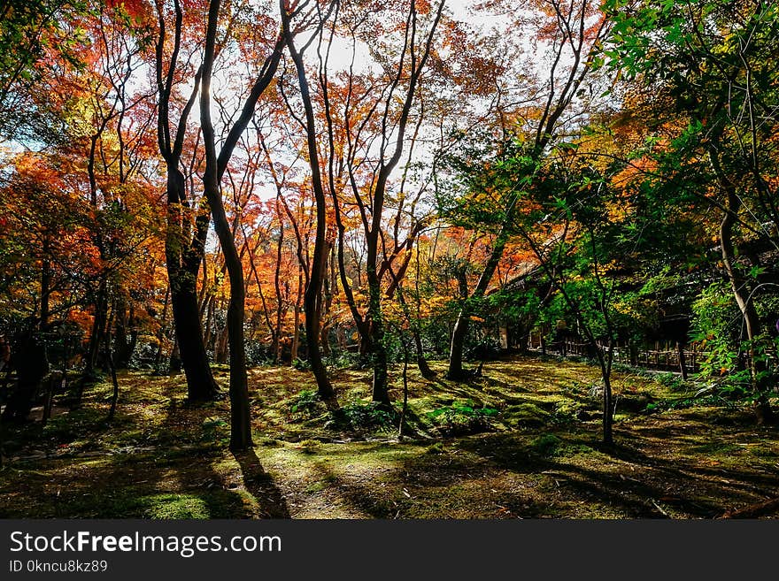 Orange and Green Trees Photography