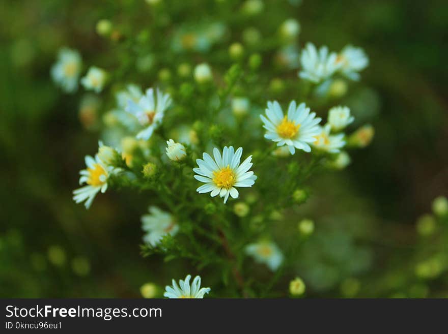 Green and White Flowers