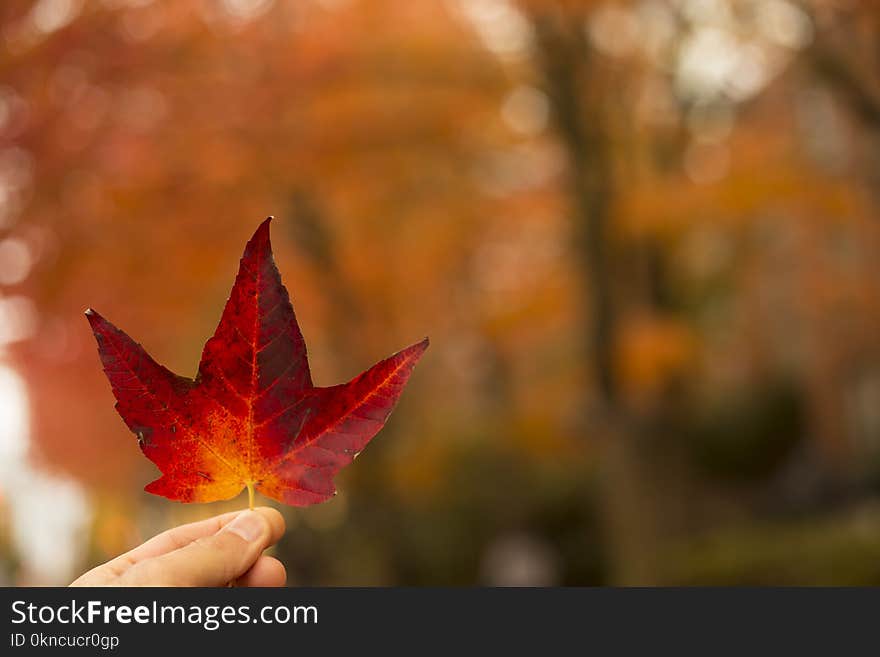 Selective-focus Photography of Person Holding Red Maple Leaf