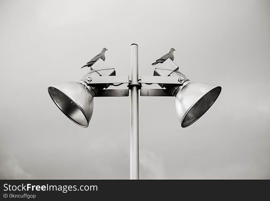 Two Pigeon Perched on White Track Light