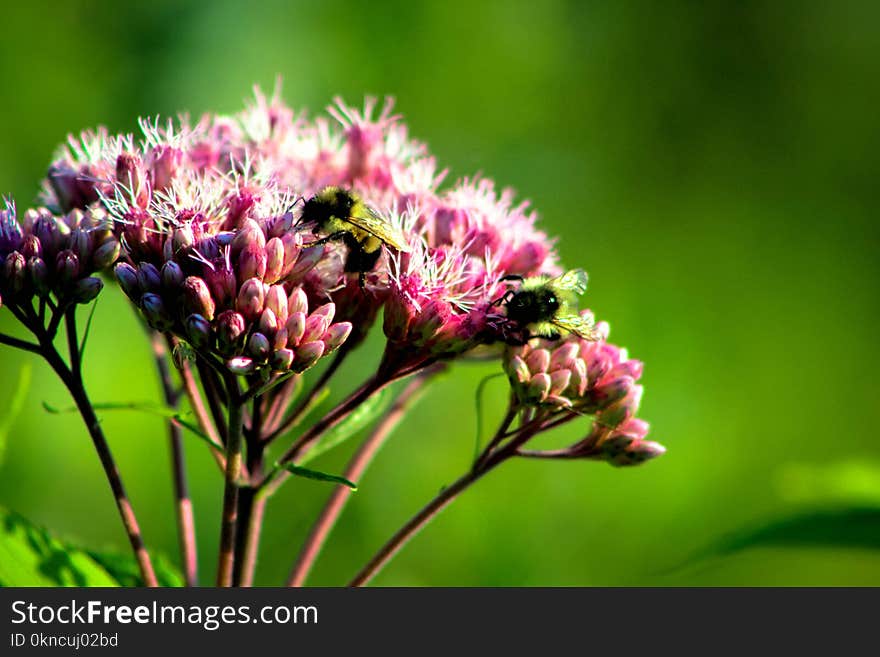 Carpenter Bee Perched on Pink Flower