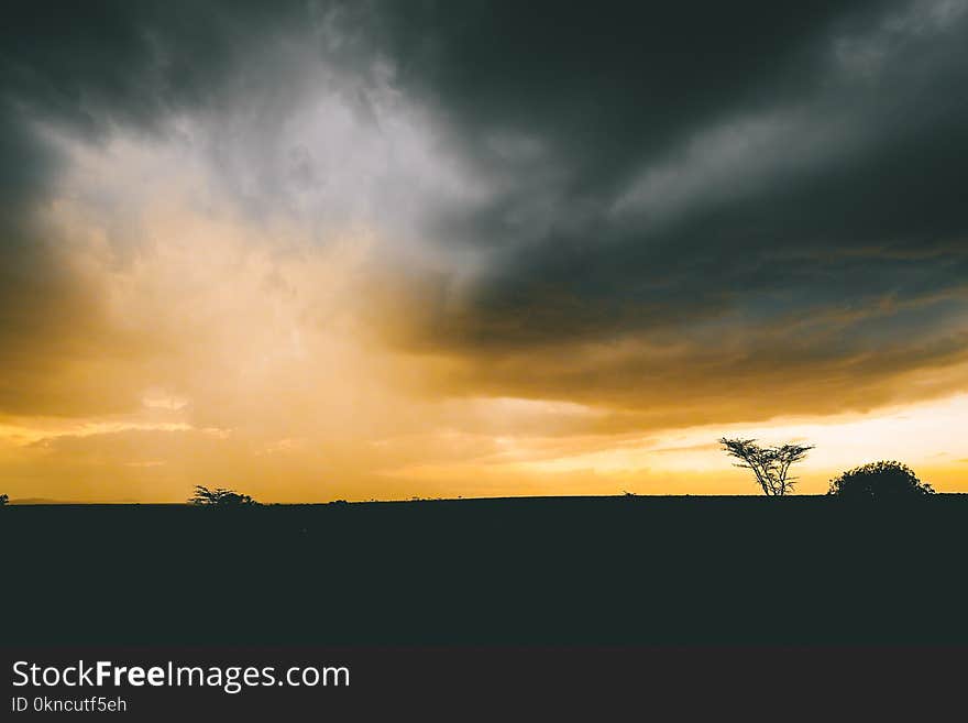 Silhouette of Tree Under Cumulus Clouds