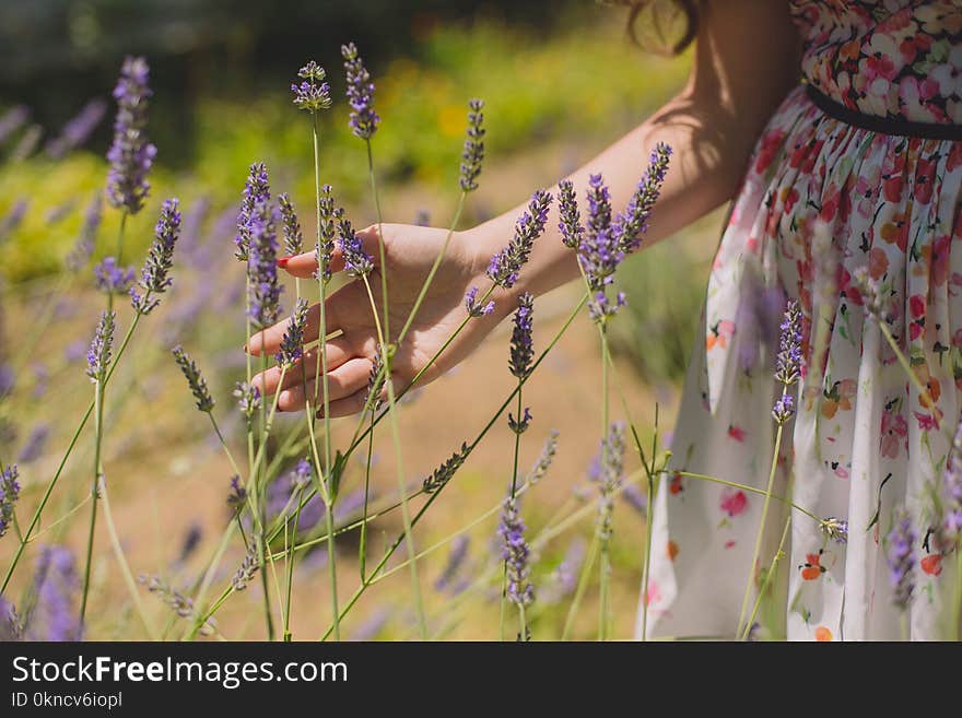 Shallow Focus Photography of Purple Flowers