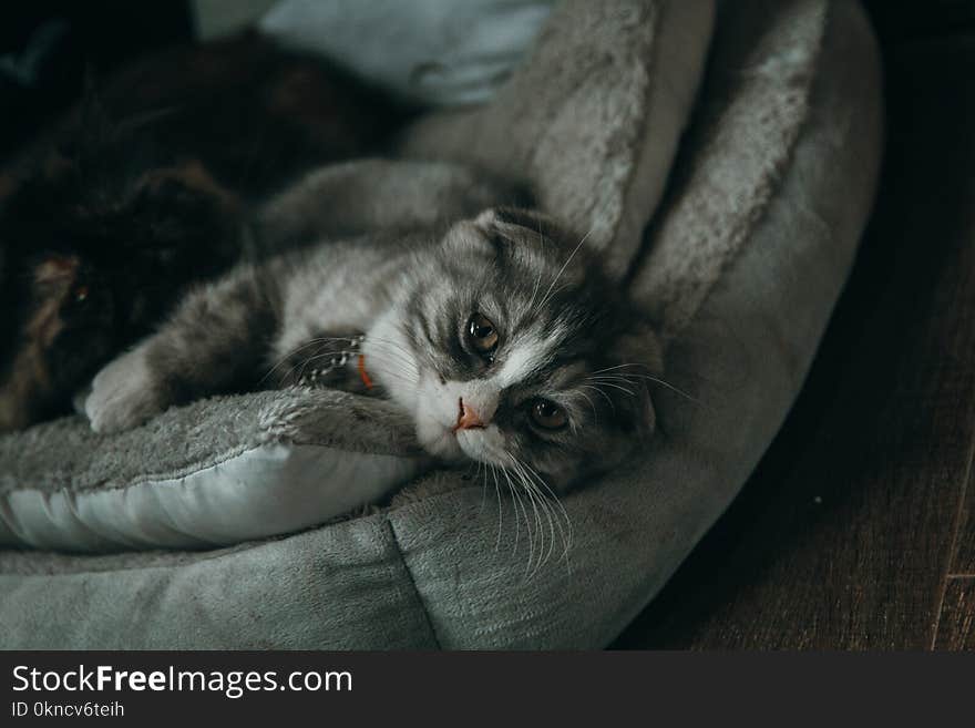 Close-up Photo of Gray and White Cat Lying on Gray Pillow