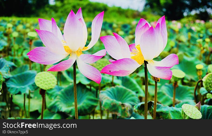 Pink Petaled Flower