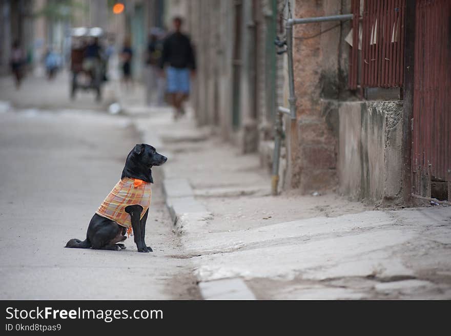 Dog on Cuban Street