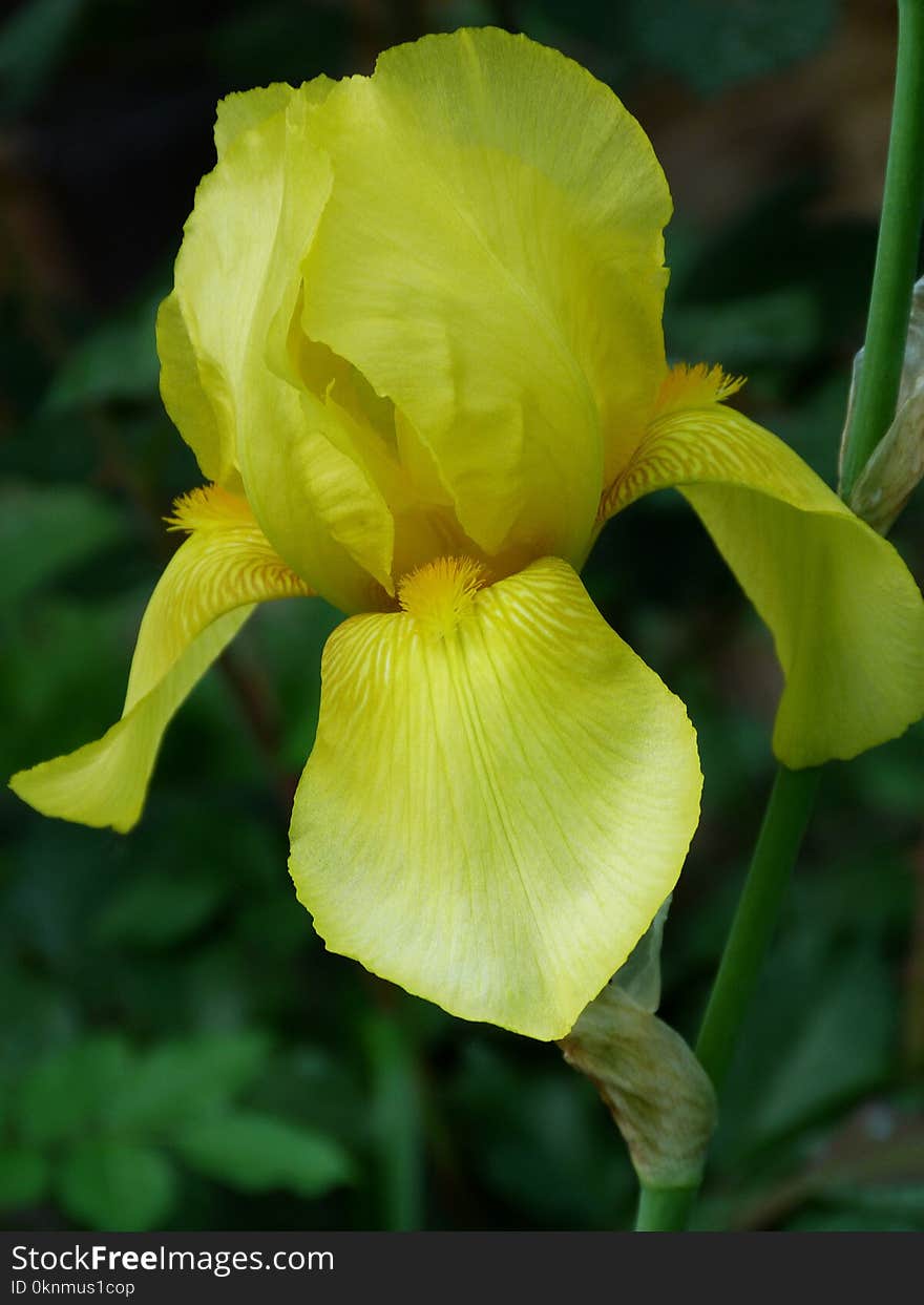 Isolated single yellow iris closeup with blurry green background. Isolated single yellow iris closeup with blurry green background