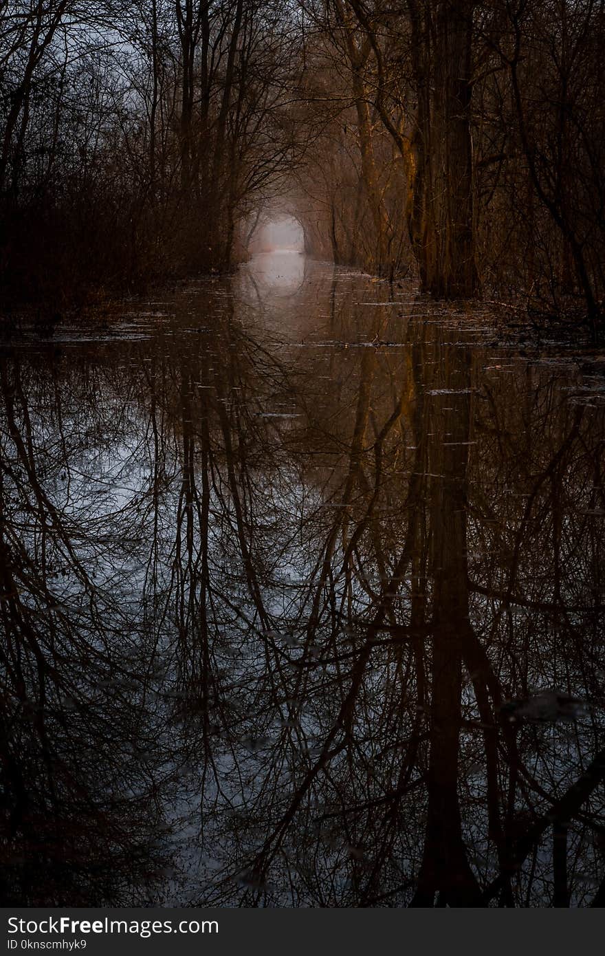 A path through a flooded forest seems mystical