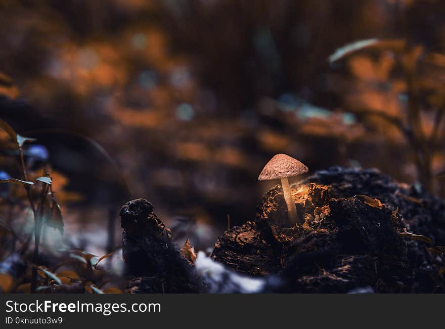 Macro Photography of Mushroom