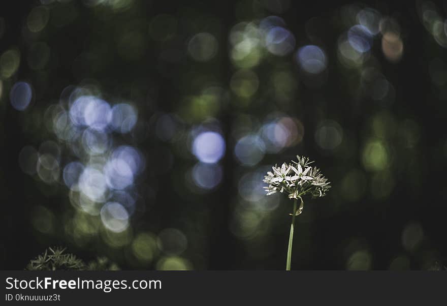 Close-Up Photography of Flowers