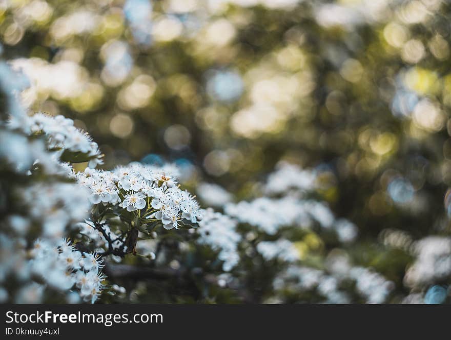 Selective Focus Photography of White Flowers