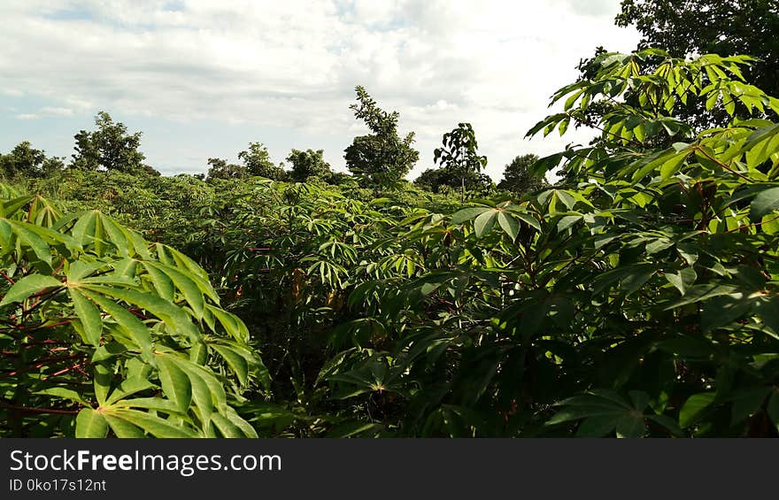 Vegetation, Plant, Ecosystem, Leaf