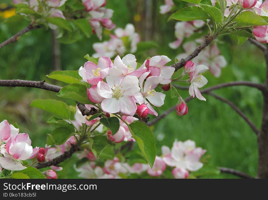 Blossom, Plant, Spring, Branch