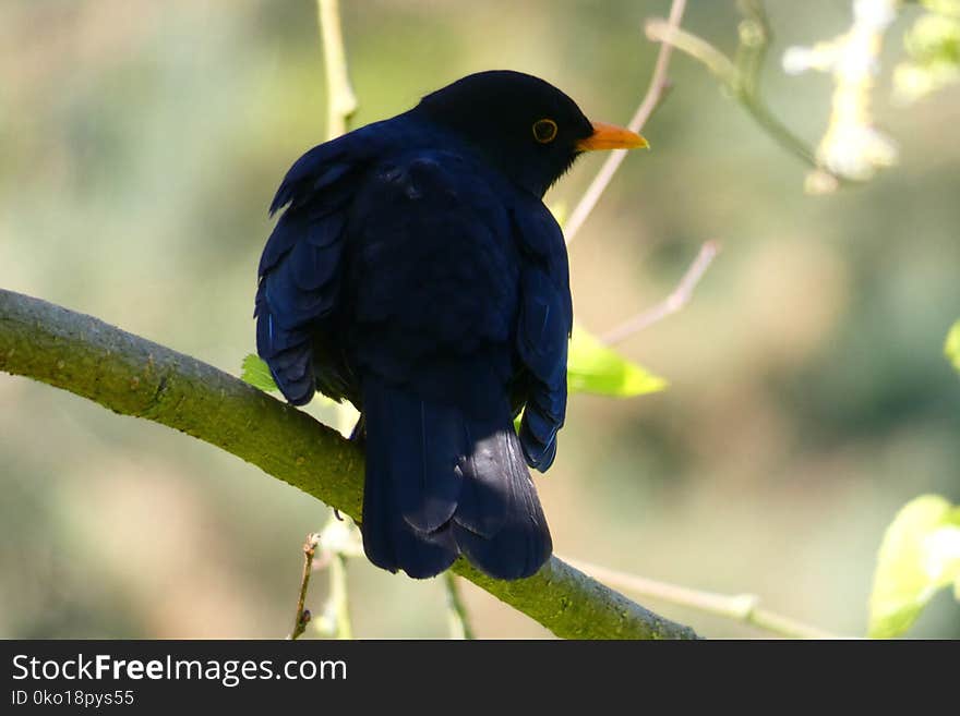 Bird, Beak, Blackbird, Branch