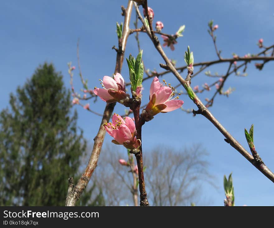 Branch, Flora, Plant, Spring