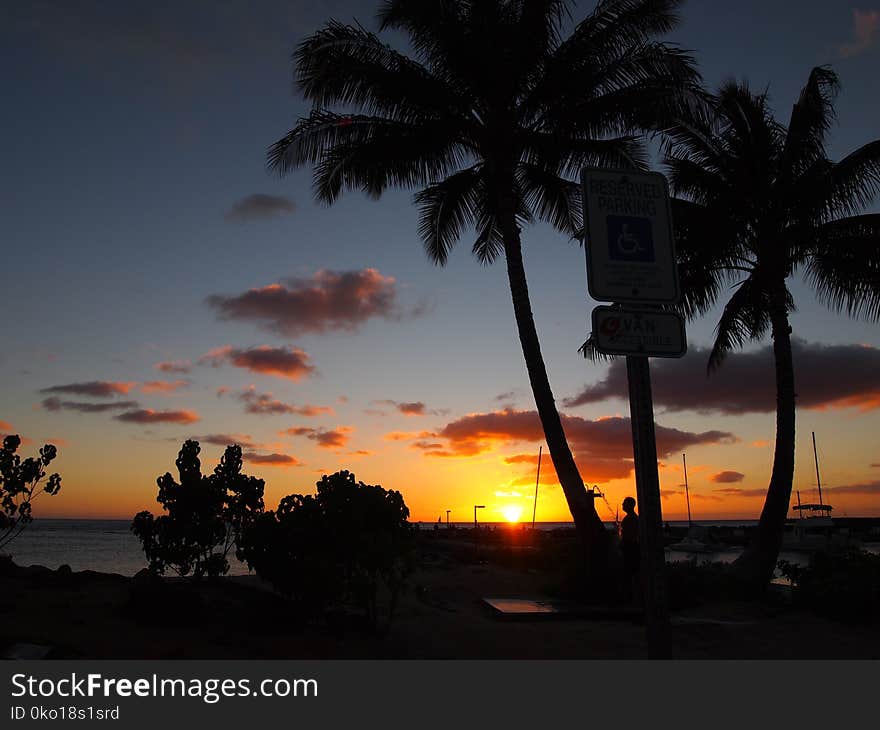 Sky, Sunset, Sunrise, Palm Tree