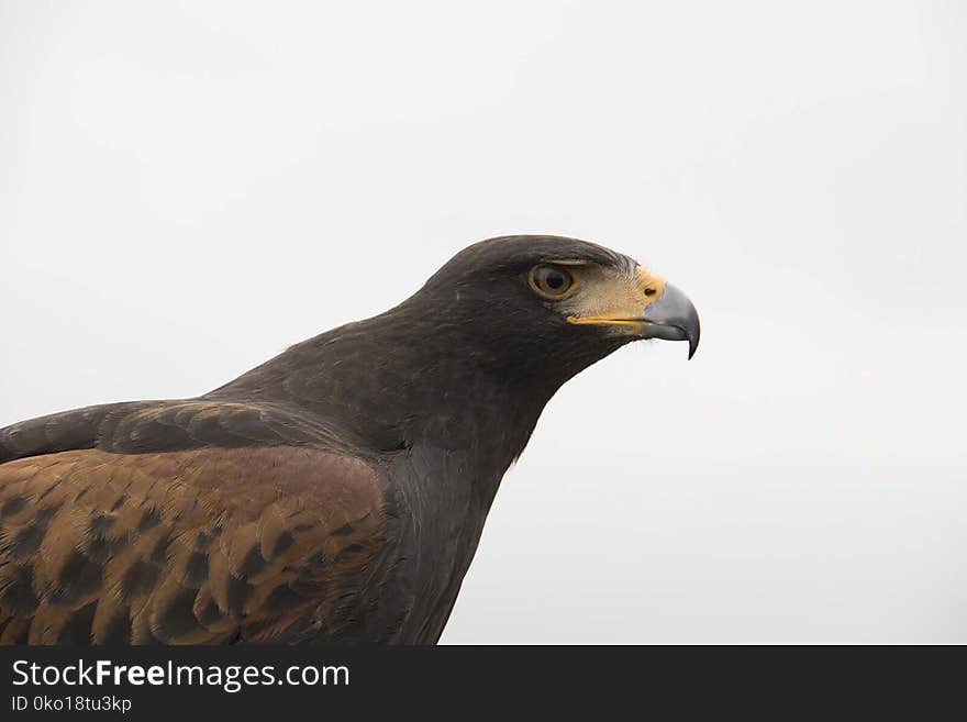 Beak, Bird, Fauna, Bird Of Prey