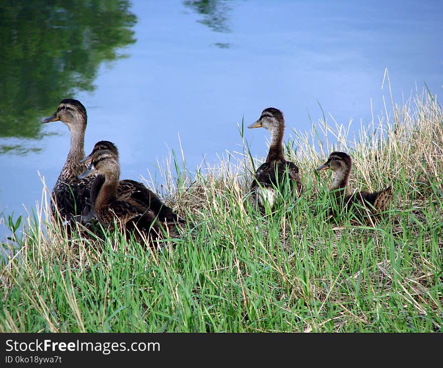 Duck, Bird, Ecosystem, Fauna