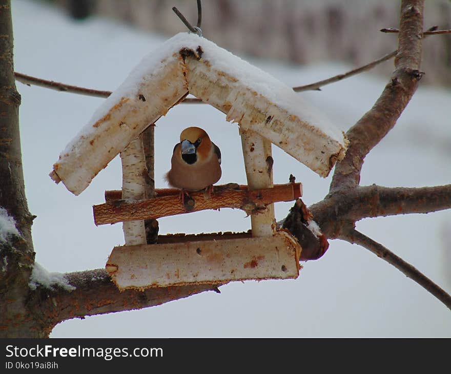 Branch, Bird Feeder, Twig, Wood