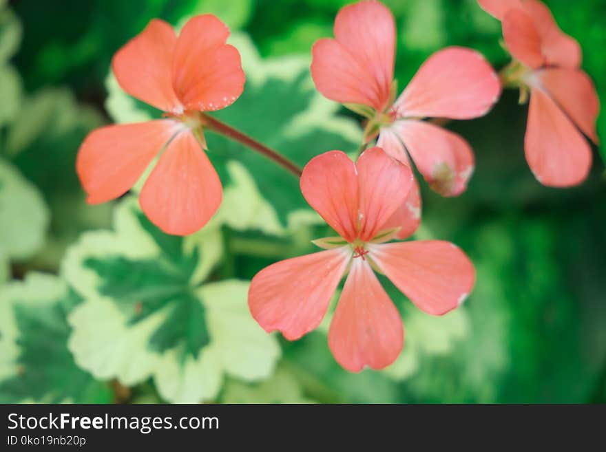 Flower, Flora, Plant, Wildflower