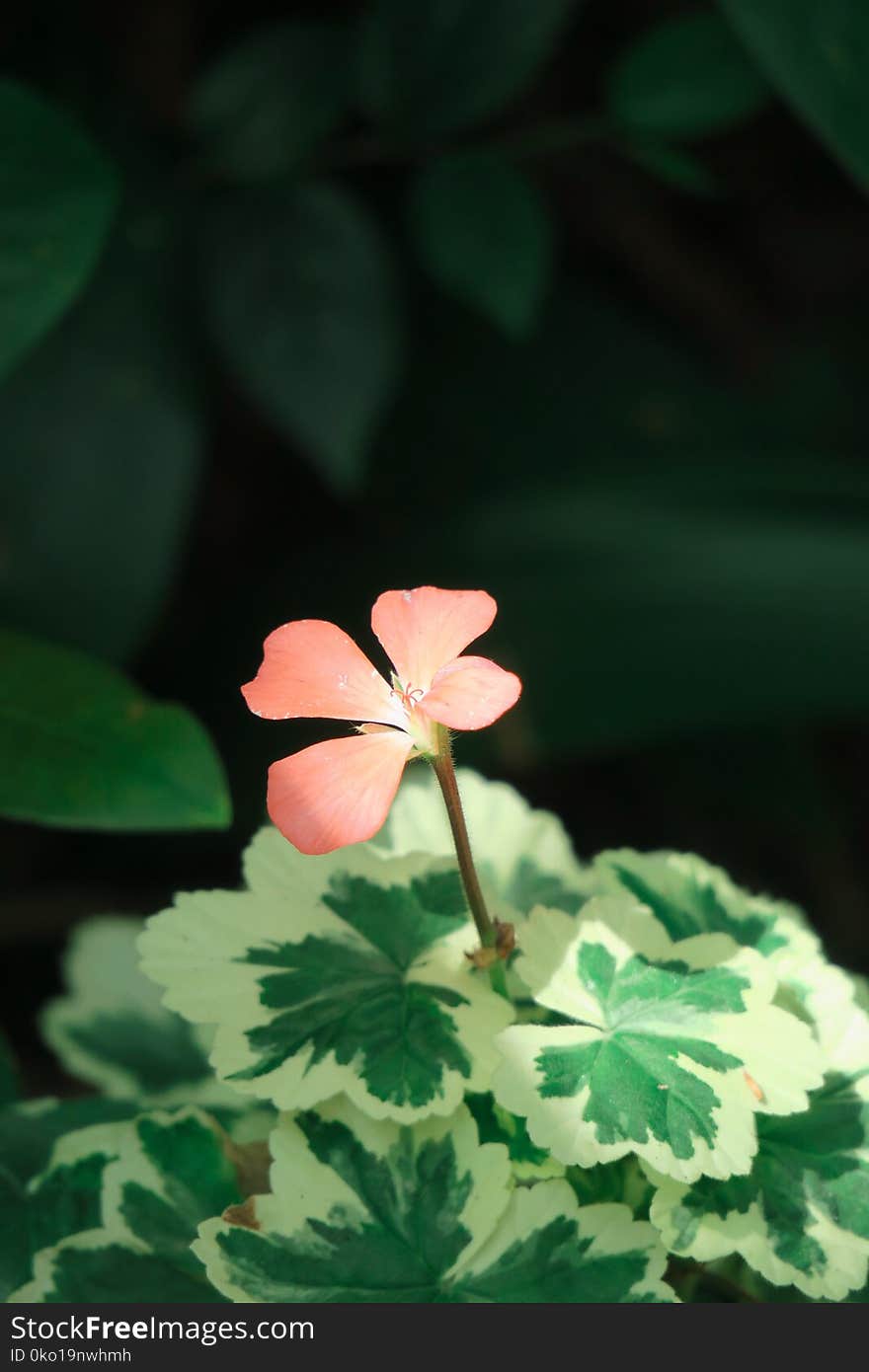 Flower, Green, Leaf, Flora