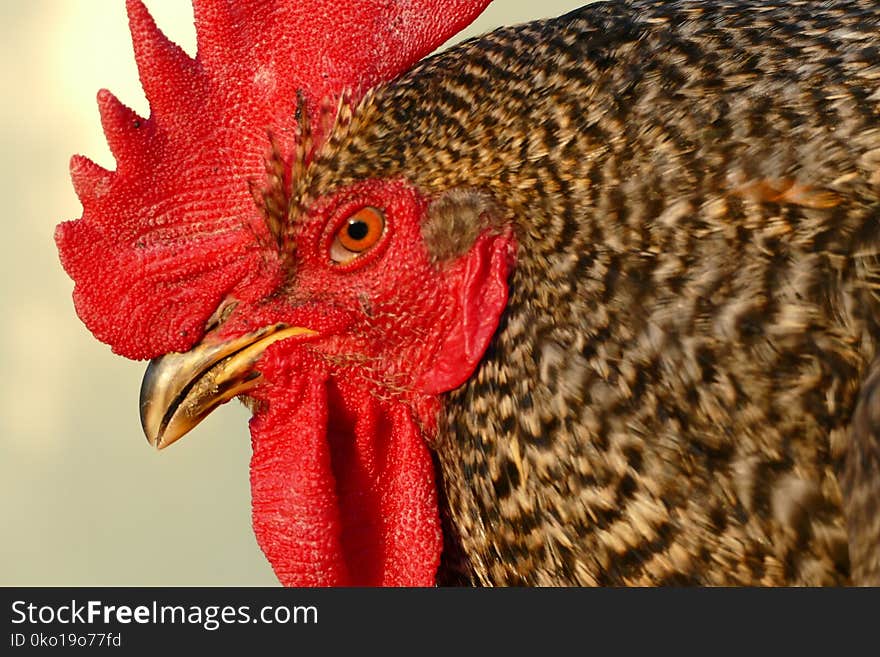 Chicken, Beak, Red, Galliformes