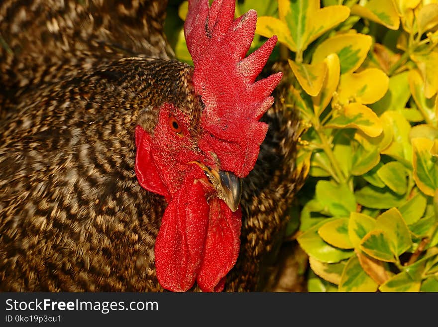 Chicken, Galliformes, Rooster, Beak