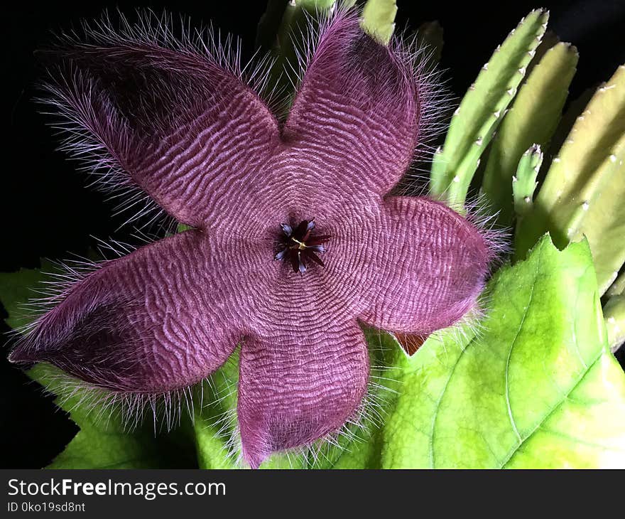 Flower, Flora, Plant, Purple