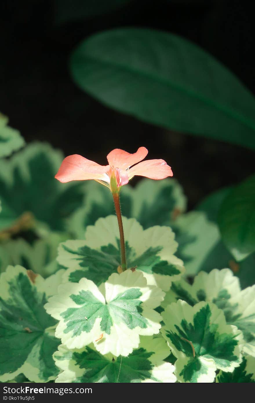 Flower, Plant, Flora, Leaf