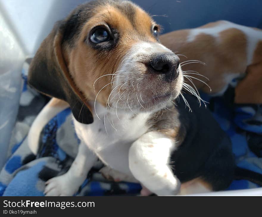 Dog, Dog Like Mammal, Beagle, Dog Breed