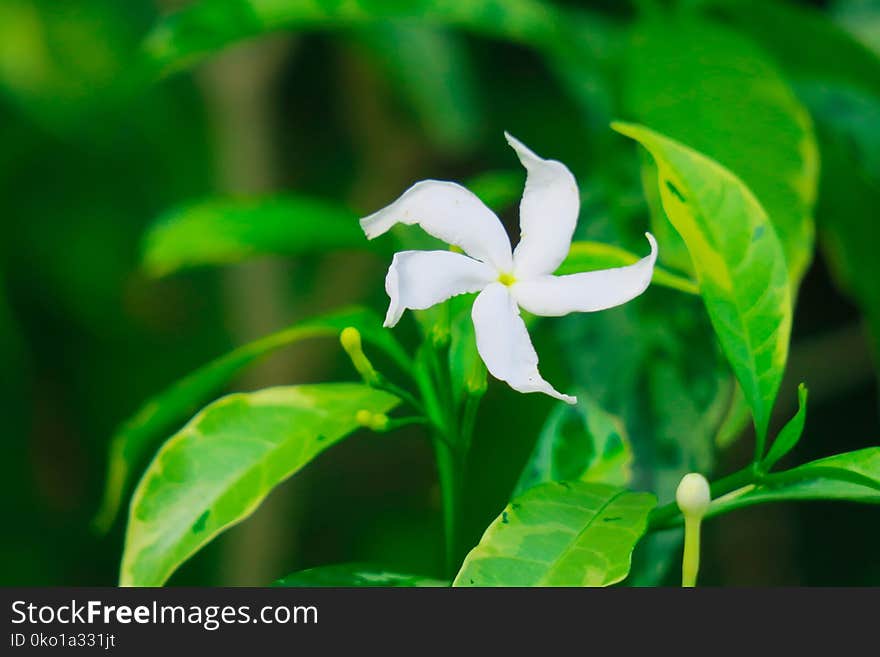 Plant, Flower, Flora, Jasmine