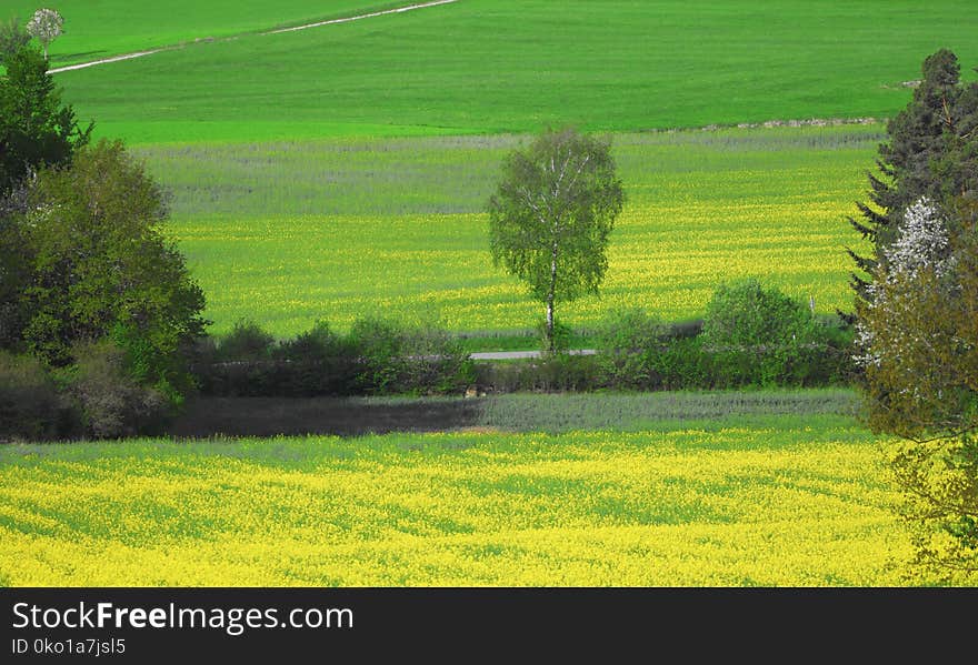 Grassland, Field, Ecosystem, Vegetation