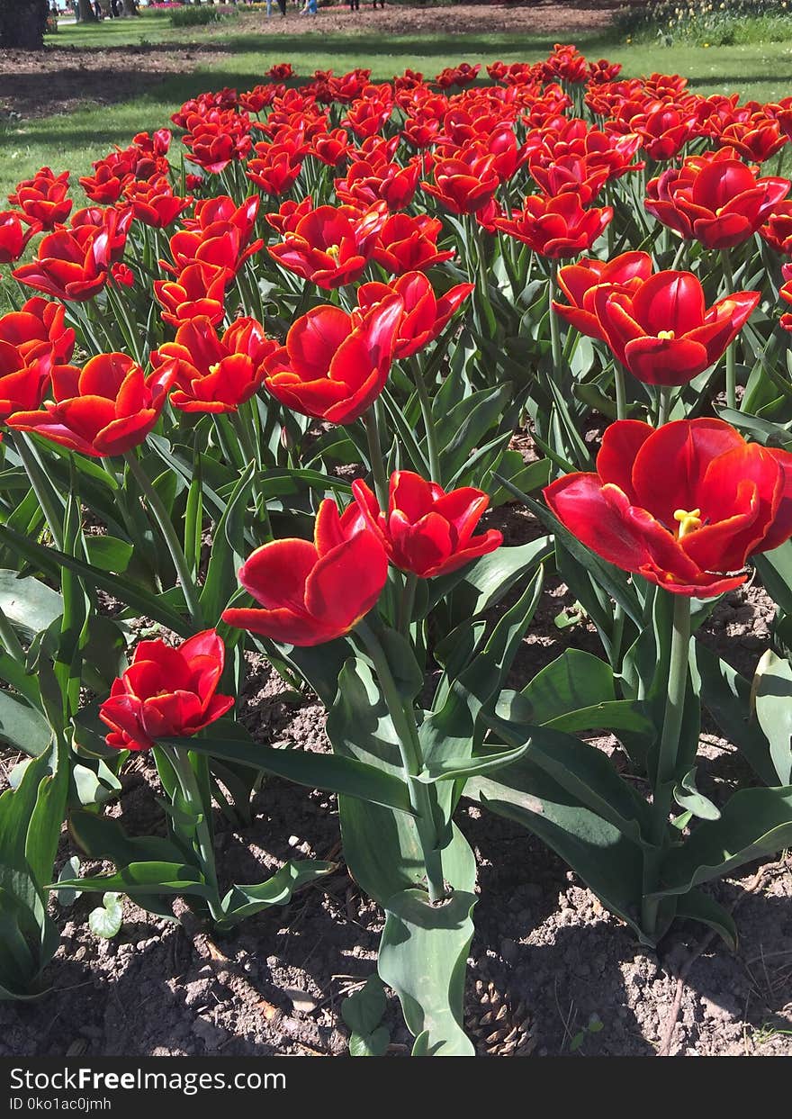 Flower, Plant, Flowering Plant, Tulip