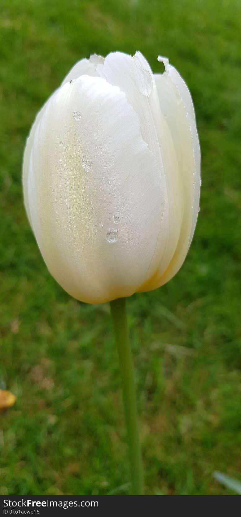 Flower, Plant, Tulip, Meadow