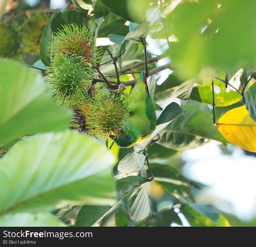 Flora, Plant, Leaf, Tree