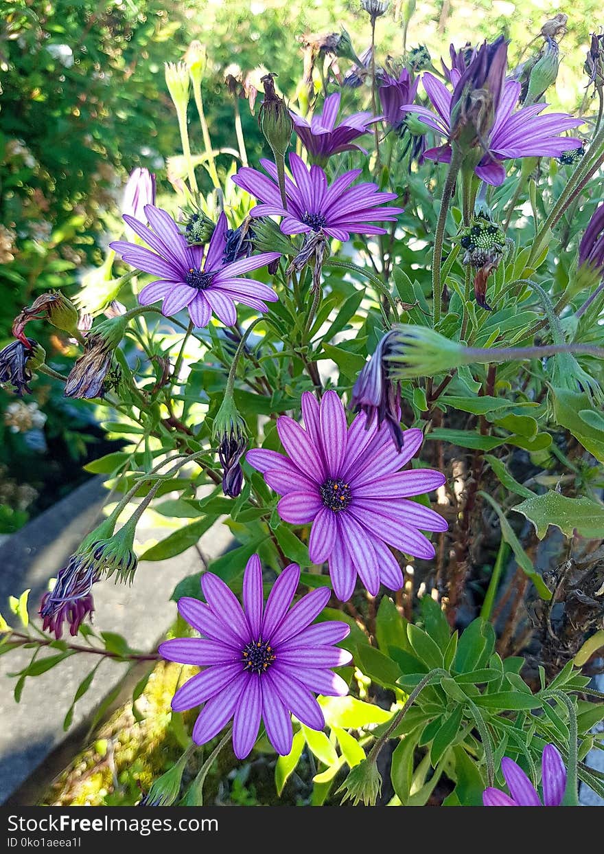 Flower, Plant, Flora, Aster