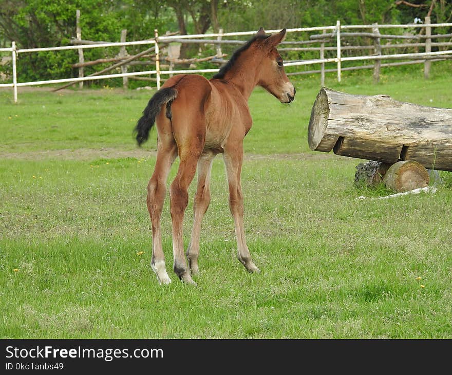 Horse, Foal, Pasture, Horse Like Mammal