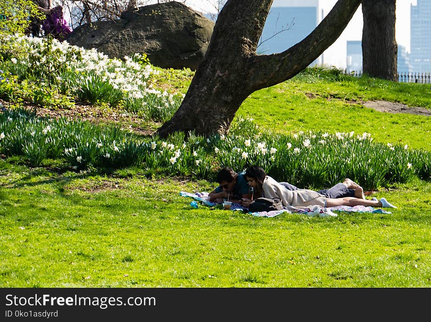 Plant, Green, Grass, Lawn