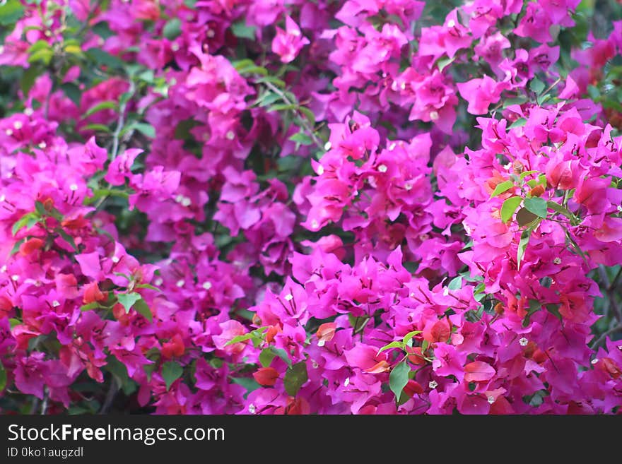 Flower, Plant, Pink, Flora