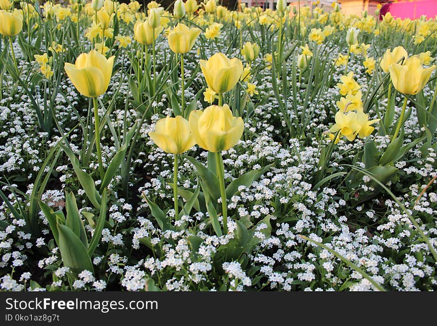 Plant, Flower, Flowering Plant, Flora