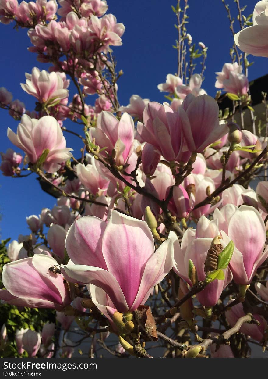 Plant, Flower, Flowering Plant, Spring