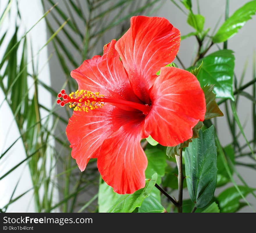 Flower, Hibiscus, Plant, Flowering Plant