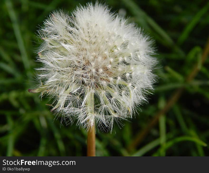 Flora, Dandelion, Flower, Plant