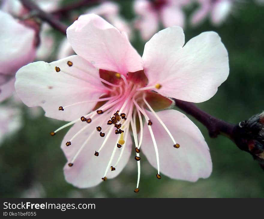 Flower, Blossom, Plant, Flora