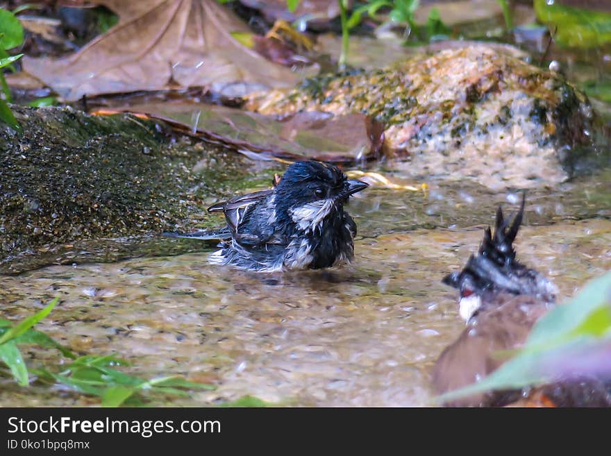 Bird, Water, Fauna, Wildlife